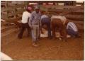 Photograph: Cowboys Castrating a Calf