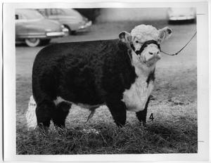 T. Mellow President 2d, Polled Hereford Bull