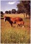 Photograph: Elder and Henry, a Mare and Foal