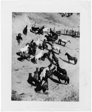 Wild Horses in a Corral