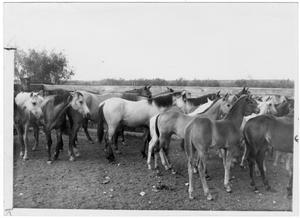 Horses in a Corral