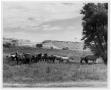 Thumbnail image of item number 1 in: 'Horses in Grassy Field'.