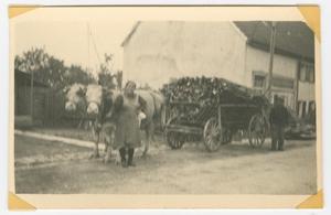 Primary view of object titled '[Woman with Cow-Drawn Wagon]'.