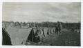 Photograph: [Row of Pup Tents]