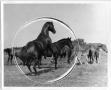 Photograph: Horses at King Ranch