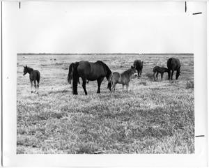 Mares and Colts in a Grassy Field