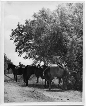Primary view of object titled 'Saddled Horses Beneath Trees'.