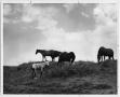 Photograph: Horses on a Hill