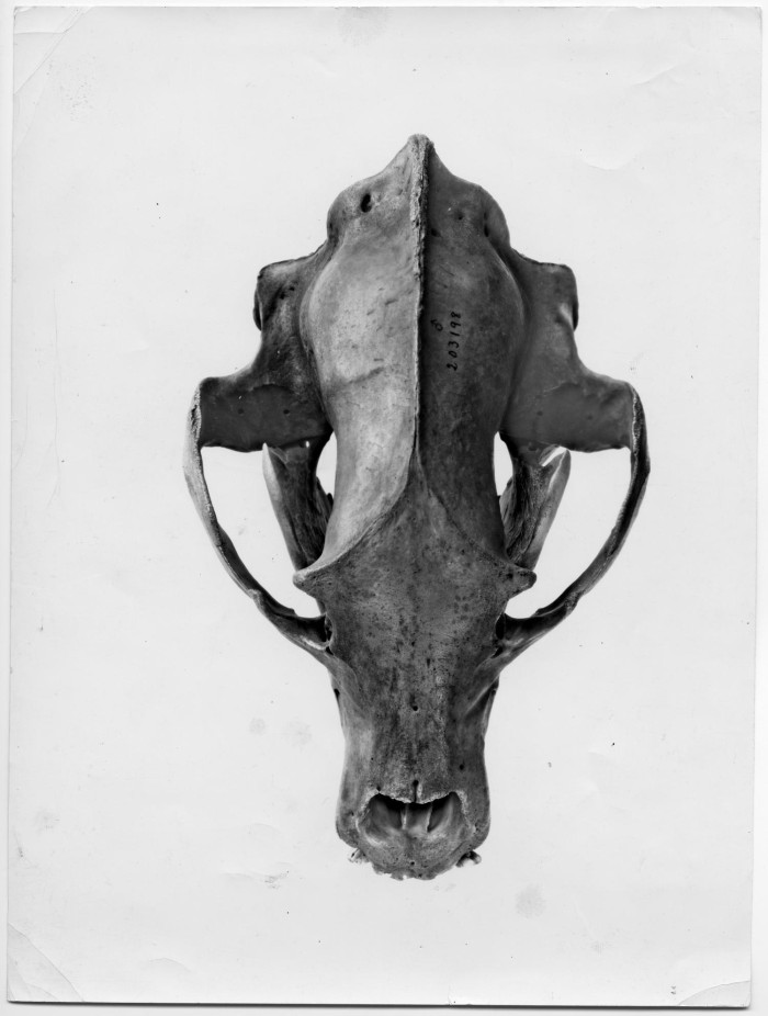 horse skull front view