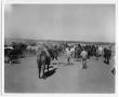 Primary view of Corral Full of Horses