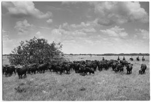 Herd of Cattle in Mexico