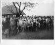 Primary view of Brahman Cattle