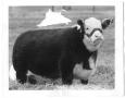 Photograph: CMR Blanche Larry II, a Polled Hereford Cow