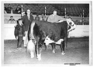 Large Hereford Cow