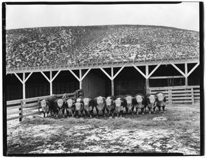 Primary view of object titled '1st Prize Carload Hereford Bulls, Colorado, 1946'.