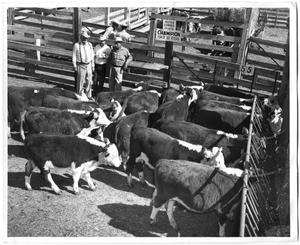 Corral of Champion Hereford Steers