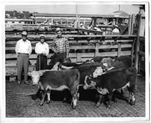 Champion Hereford Heifers, Ft. Worth Sale