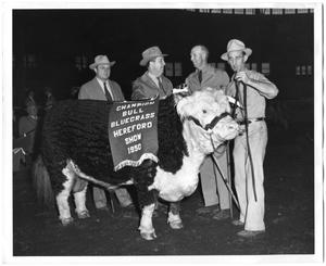Primary view of object titled 'Champion Bull, Bluegrass Hereford Show 1950'.