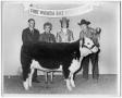 Photograph: Champion Polled Hereford Heifer, Jr. Show