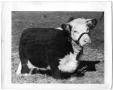 Primary view of Grand Champion Hereford Female, 1948