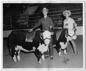 Champion and Reserve Champion Herefords at the 1955 HFSS