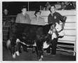 Thumbnail image of item number 1 in: 'Amarillo Champion Steer'.