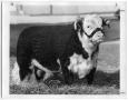 Primary view of Champion Hereford Bull