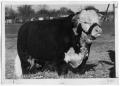 Photograph: Hereford Bull