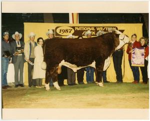 Primary view of object titled 'Champion Bull at National Western Stock Show, 1987'.