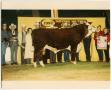 Thumbnail image of item number 1 in: 'Champion Bull at National Western Stock Show, 1987'.