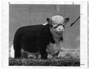 Primary view of object titled 'A Bull Calf at the National Western Stock Show, 1951'.