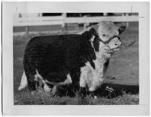 Imperial Lamplighter, 4th Herd Sire