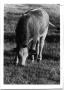 Photograph: Crossbred Heifer
