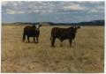 Photograph: Crossbreed Cattle