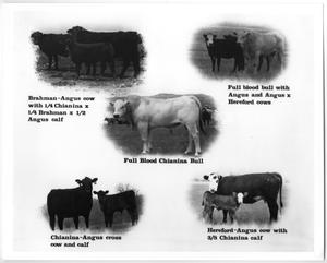 Chianina, Brahman and Hereford Cattle