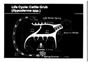 Diagram of Cattle Grub Life Cycle