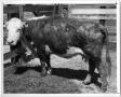 Photograph: Cow with Scabies