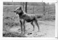 Photograph: Dingo Dog