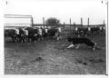 Photograph: Collie Herding Cattle