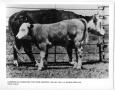 Photograph: Hereford Cow and Beefalo Bull Calf