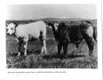 Primary view of Beefalo Heifer and Bull Calf