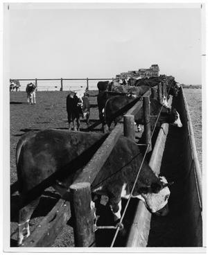 Primary view of object titled 'Cows Eating From Trough'.