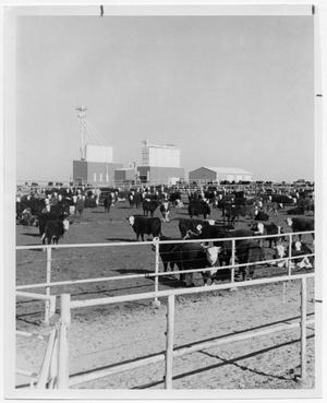 Primary view of object titled '[Field of cattle next to grain elevators]'.