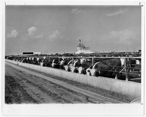 Primary view of object titled 'Cattle Feedyard'.