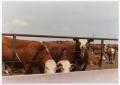Photograph: Cows Peering Through a Fence