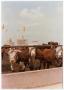 Photograph: Cows Peering Through a Fence