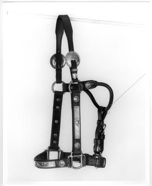 Bridle with Silver Buckles