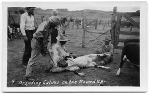 Four Cowboys Branding Cattle