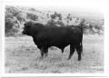 Photograph: Branded Black Cow