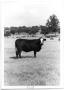 Thumbnail image of item number 1 in: 'Black Cow with White Face'.